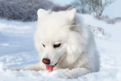 Dogs eating snow