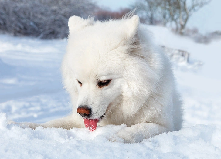 Dogs eating snow