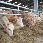 What You Need To Know About Livestock Nutrition And Supplements