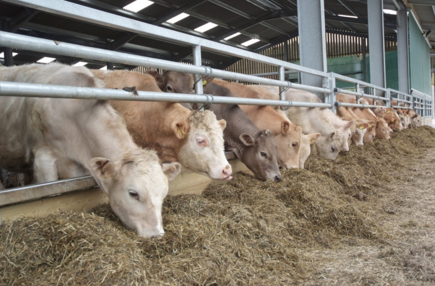 What You Need To Know About Livestock Nutrition And Supplements