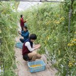 Fruit picker Jobs and the Requirements to Acquire it