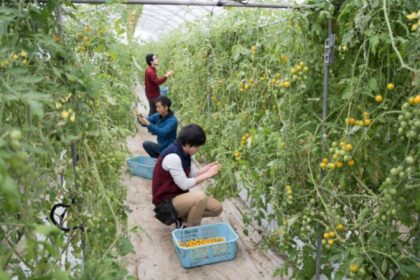 Fruit picker Jobs and the Requirements to Acquire it