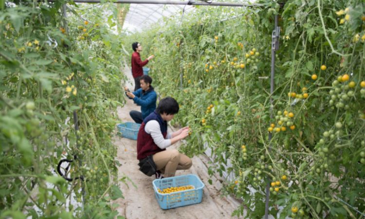 Fruit picker Jobs and the Requirements to Acquire it