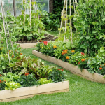 5 Major differences between Raised Garden Beds And Elevated Planter Boxes
