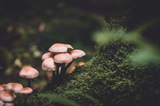 Magic Mushroom gummies