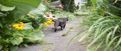 Pet Owners, Be Aware Of These Plants