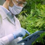 CBDa vs. CBD