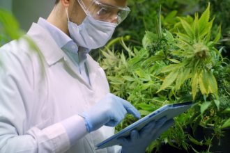 CBDa vs. CBD