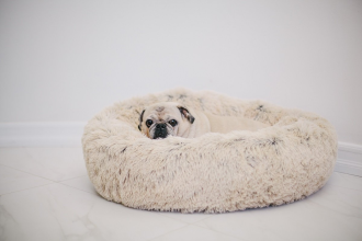 7 Reasons Why Your Dog Deserves a calming dog bed for Sweet Dreams