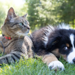 How to Pick the Best Pet for Your Family