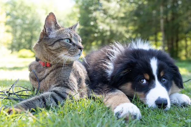 How to Pick the Best Pet for Your Family