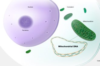 6 Ways to Optimize Mitochondrial Function