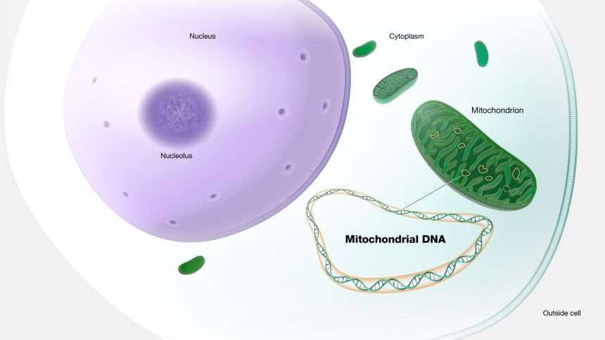 6 Ways to Optimize Mitochondrial Function