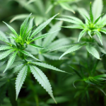The Role of Colleges and Universities in Advancing Medical Marijuana Research