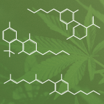 Top Indica Strains: Fantastic Effects and Benefits for Body and Mind