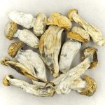 Unveiling the Healing Power of Melmac Mushrooms: A Comprehensive Guide