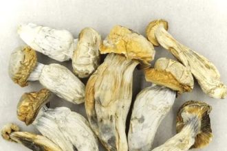 Unveiling the Healing Power of Melmac Mushrooms: A Comprehensive Guide
