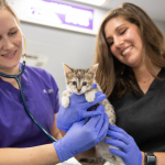 Career opportunities for veterinary medicine graduates