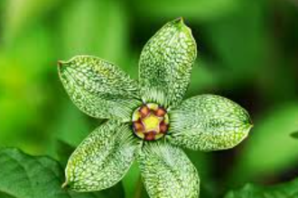 Exploring The World Of Flora: Interesting Plants You Should Know About