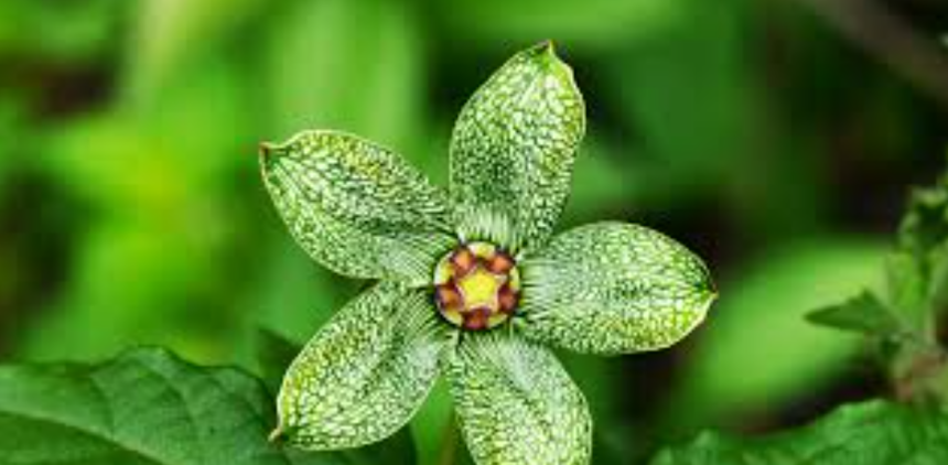 Exploring The World Of Flora: Interesting Plants You Should Know About