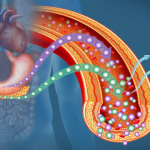 How to Regenerate Beta Cells Naturally