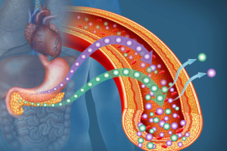 How to Regenerate Beta Cells Naturally