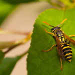 How to Keep Wasps Away in Your Phoenix, Arizona Home?