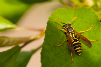 How to Keep Wasps Away in Your Phoenix, Arizona Home?