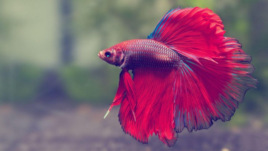 The Giant Betta