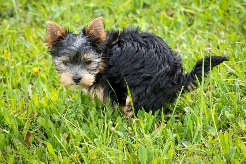 Potty training your dog properly involves knowing what can hinder your progress. Here are common dog potty training errors and how to avoid them.