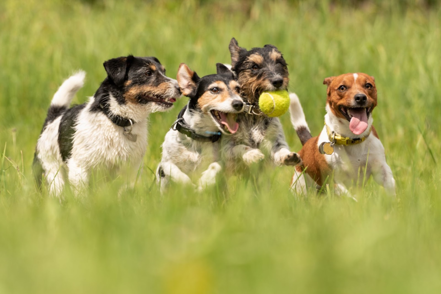 Discover the Countryside Haven Attracting Bayswater’s Dog Owners