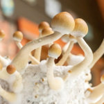 10 Tips for a Life-Changing Magic Mushroom Journey