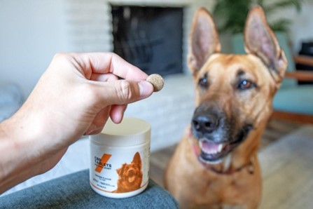 How to Keep Your Pet Healthy and Happy: Expert Advice