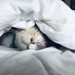 Healthy and Happy Pets: The Benefits of Proper Care and Attention for Your Furry Friends