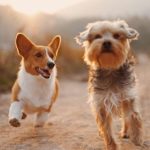 How to Keep Your Pet Healthy and Happy: Expert Advice
