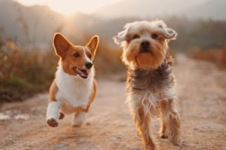 How to Keep Your Pet Healthy and Happy: Expert Advice