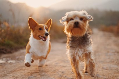 How to Keep Your Pet Healthy and Happy: Expert Advice