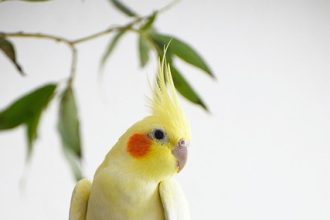 Antibiotics for birds