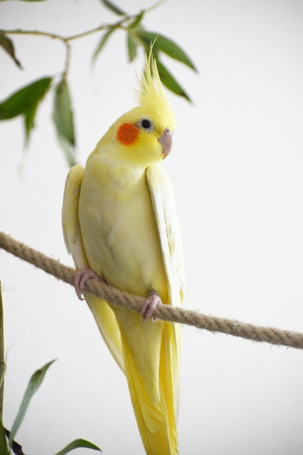 Antibiotics for birds