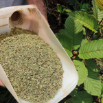 Kratom and Herbal Medicine: Exploring Traditional Uses, Cultural Significance, and Synergies with Botanical Remedies