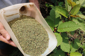 Kratom and Herbal Medicine: Exploring Traditional Uses, Cultural Significance, and Synergies with Botanical Remedies