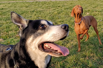 The Top Mistakes to Avoid When Buying a Dog