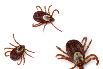 Season Survival Guide: Expert Tips for Keeping Ticks at Bay