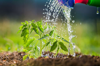 Watering Tomato Plants: The Complete Guide