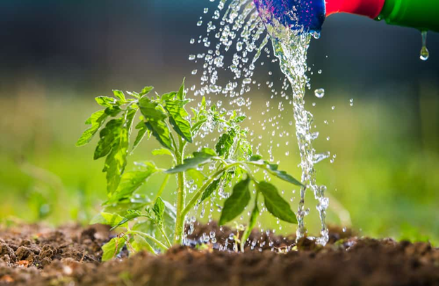 Watering Tomato Plants: The Complete Guide