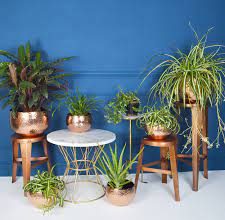 5 Tips for Selecting Wholesale Plant Pots
