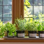 4 Fast-Growing Indoor Plants for Your House