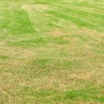How to Bring Your Dead Grass Back to Life