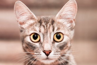 A Guide to Surviving Your First Month with a Kitten