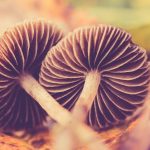 Magic Mushrooms: A Potential Game-Changer for Anxiety Disorders